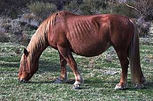 Caballo.