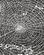 TELARAÑA