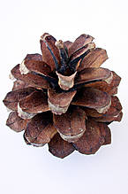 Ejemplo de diseño modular natural. Piña de pino.