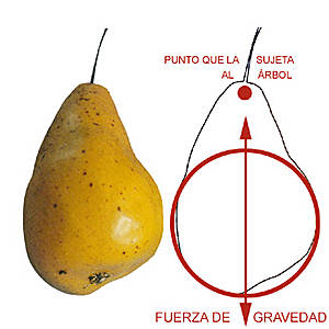 La forma orgánica de una pera se debe a que sobre una esfera actúan dos fuerzas desiguales y contrapuestas: la fuerza de la gravedad tira hacia abajo provocando que una gran masa del objeto se descuelgue; la fuerza de resistencia del rabo sujeto a la rama es de menor intensidad pero consigue estirar la esfera hasta configurar la forma definitiva.