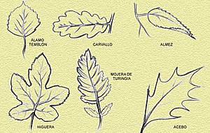 Dibujos del natural