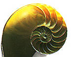 NAUTILUS