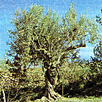 Imagen de Arbol