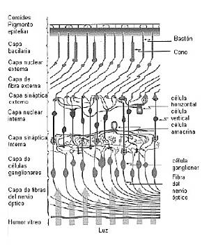 Estructura de la retina.