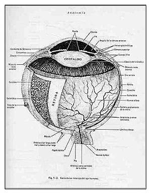 Esquema del ojo humano.