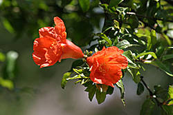 Granado en flor.