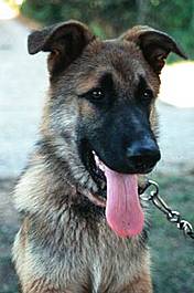 Perro.