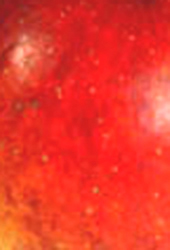 Detalle fotográfico de la piel y textura de la manzana