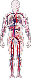 Esquema del cuerpo humano.