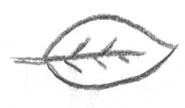 Hoja (boceto)