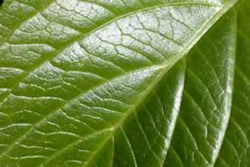 Imagen de detalle de los nervios de una hoja