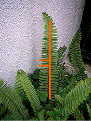 Perpendicularidad Natural. Las hojas de un helecho son perpendiculares al tallo.