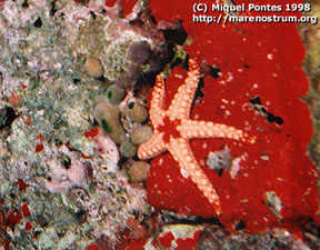 Estrella de Mar