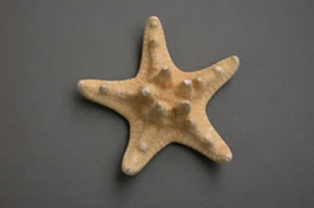 Estrella de Mar.