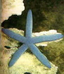 Estrella de Mar.
