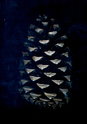 Piña de pino con iluminación ténue