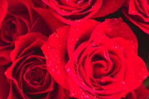 Rosas rojas.