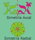 Simetría axial y radial