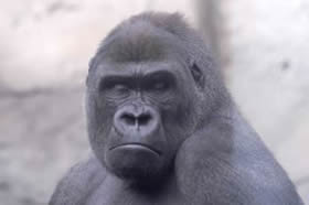 Primate.