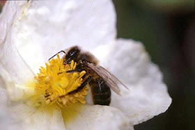 Abeja.