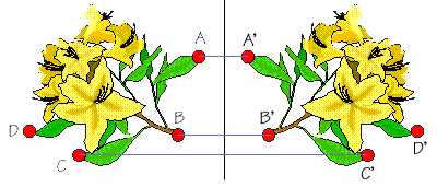 simetria.jpg (15362 bytes)
