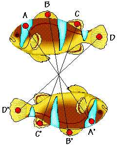 simetria2.jpg (14870 bytes)