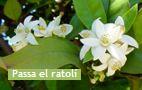 Flor de azahar
