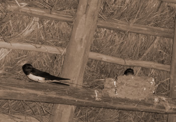 Golondrina común en su nido, Choza del observatorio de LaLaguna del Acebuche, Parque Nacional de Doñana, Huelva